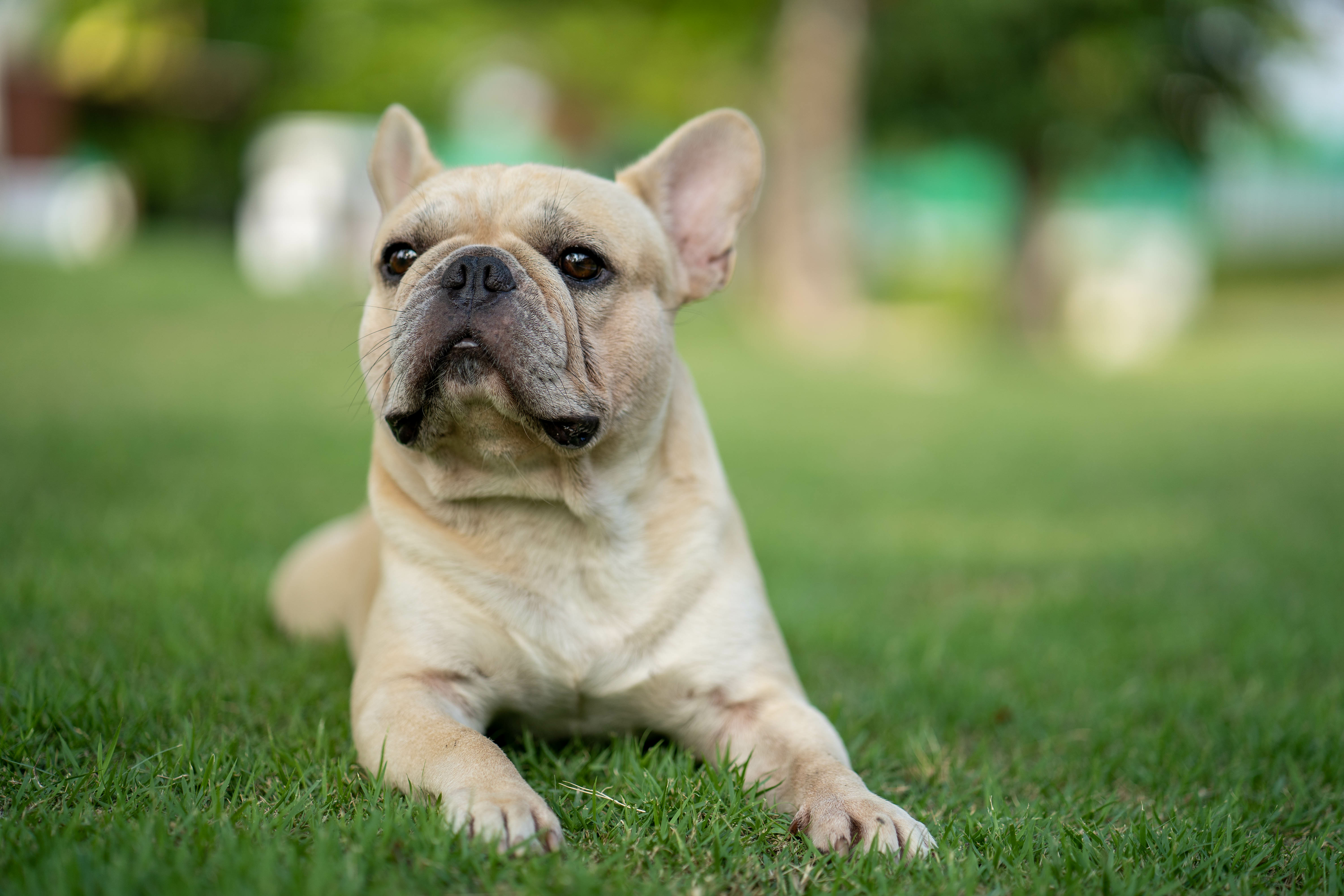 actualité Bouledogue français