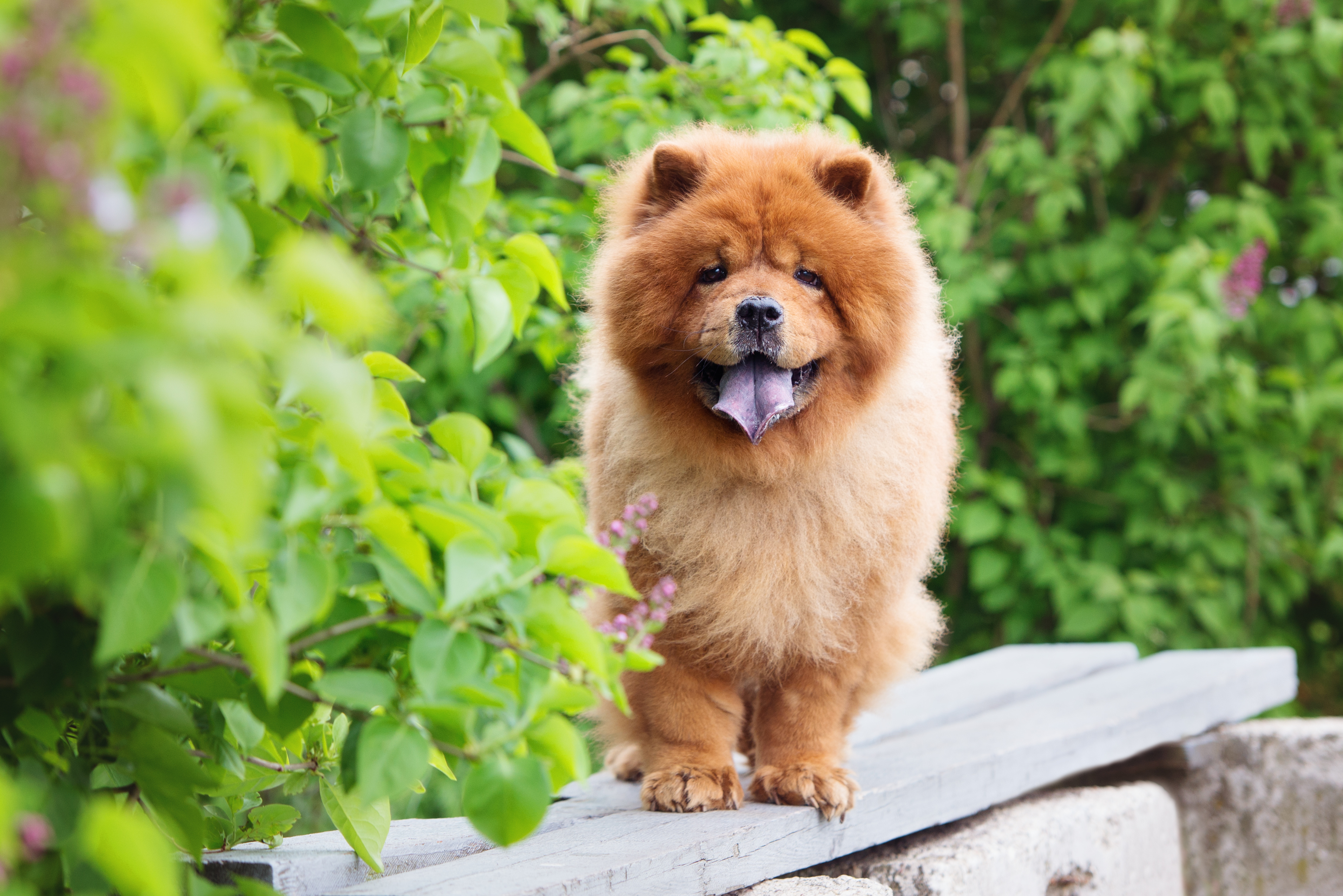 actualité Chow chow