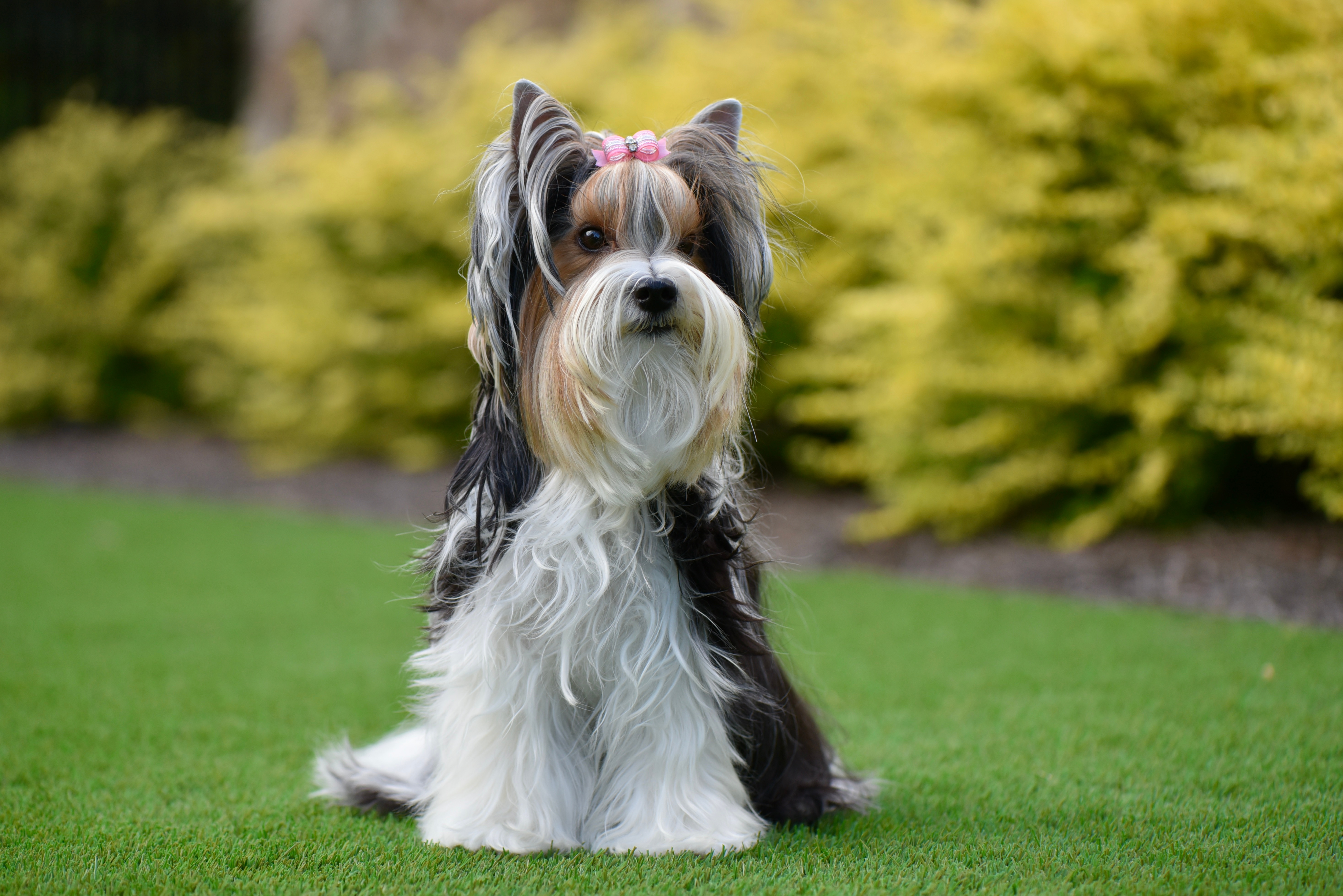 actualité Terrier