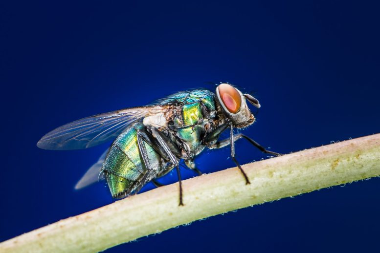 science Blowfly