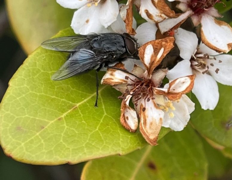 science Blowfly Flower