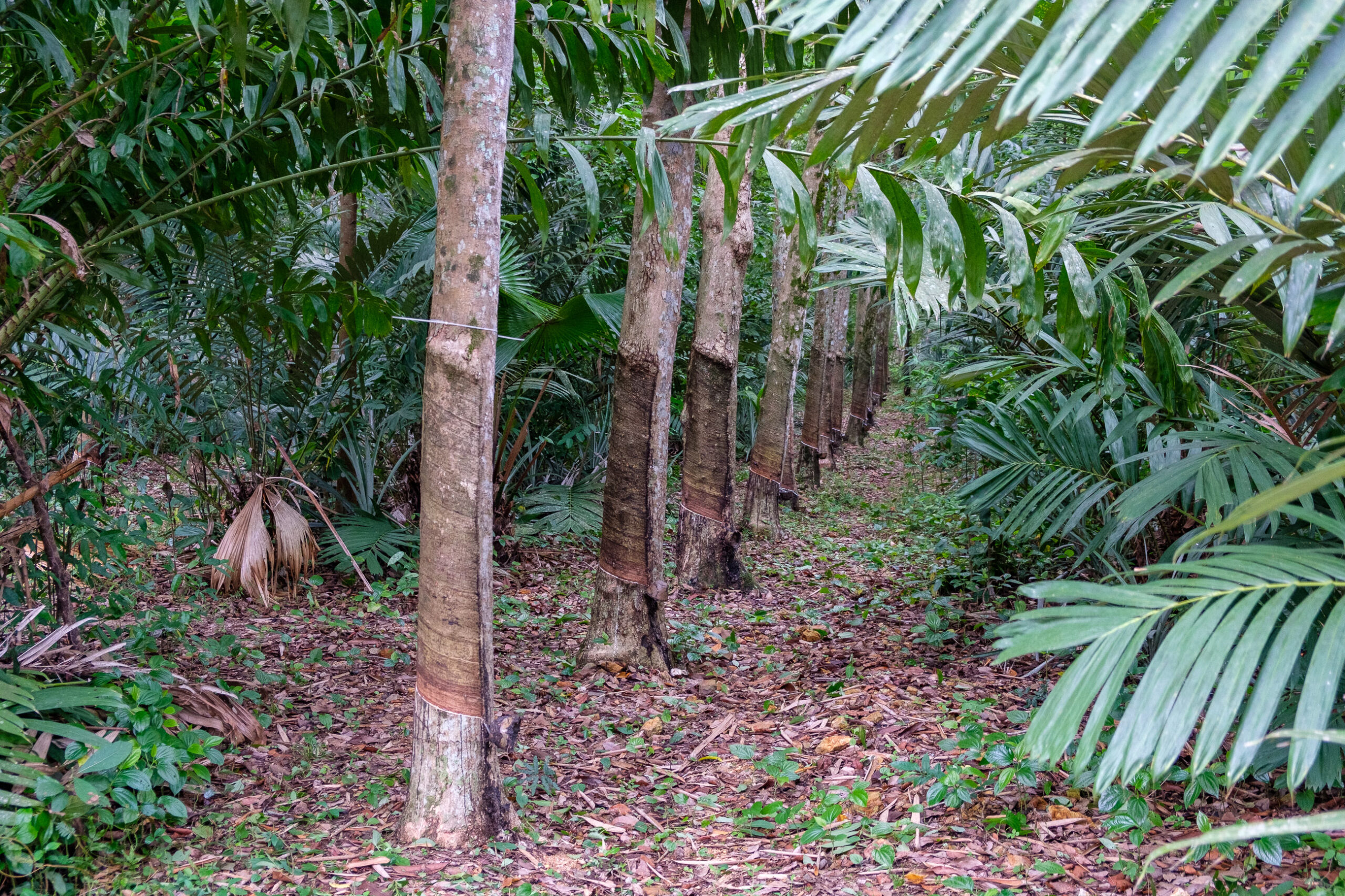 Agroforesterie du caoutchouc en Thaïlande