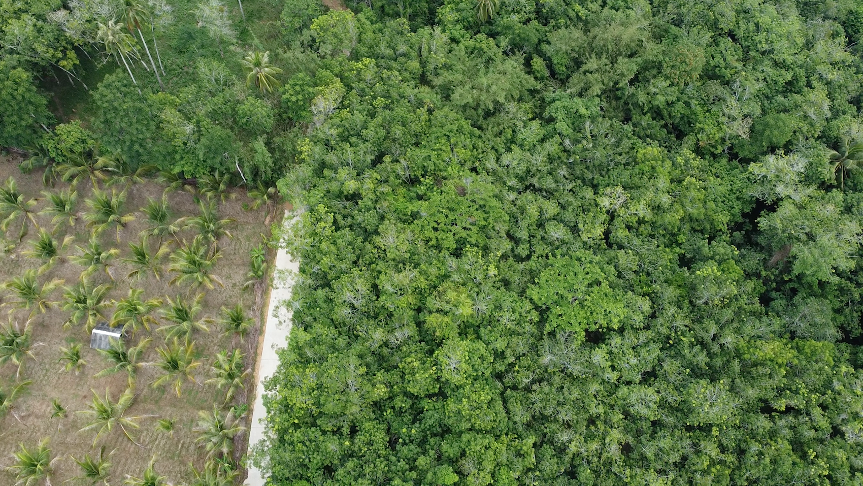 Agroforesterie du caoutchouc