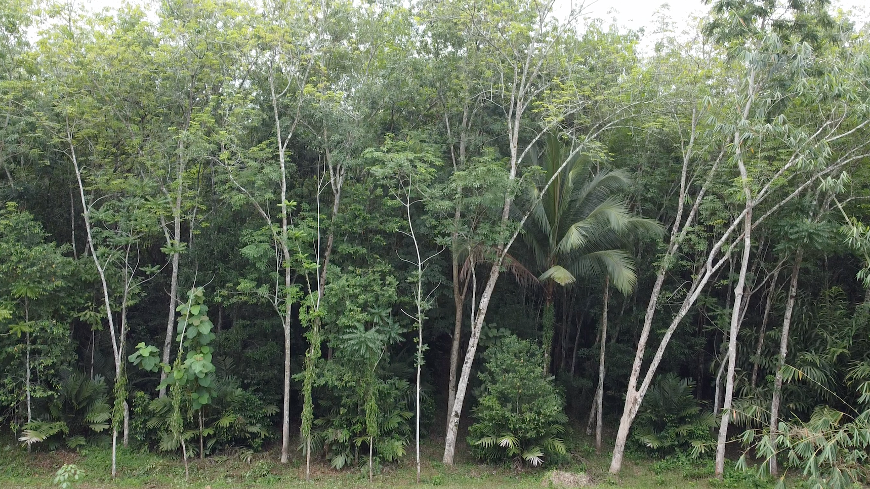 Système agroforestier de caoutchouc en Thaïlande