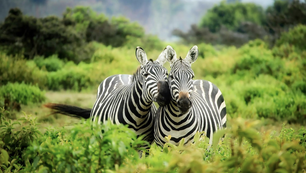 divers Pexels/Pixabay