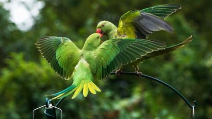 Deux perruches à collier perchées sur un mangeoire