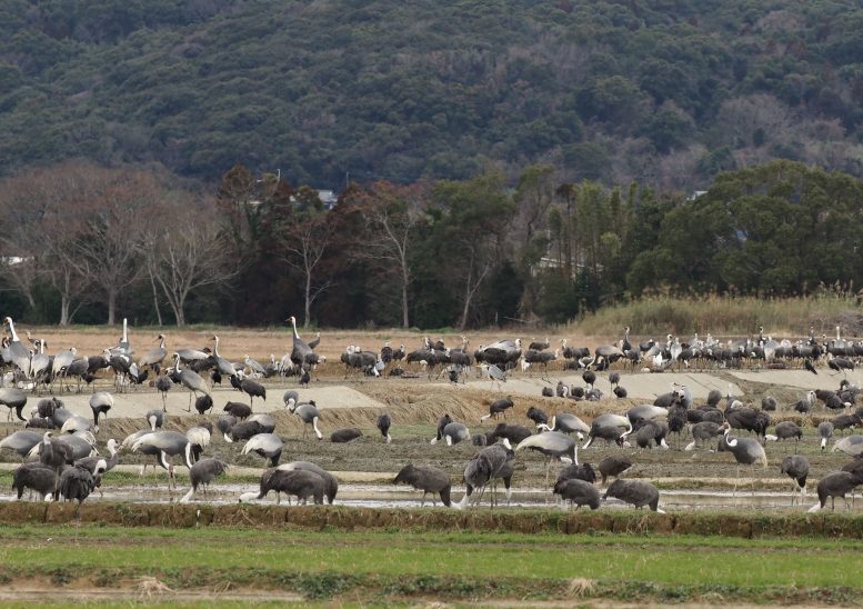 science Wild Crane Colony in Izumi City