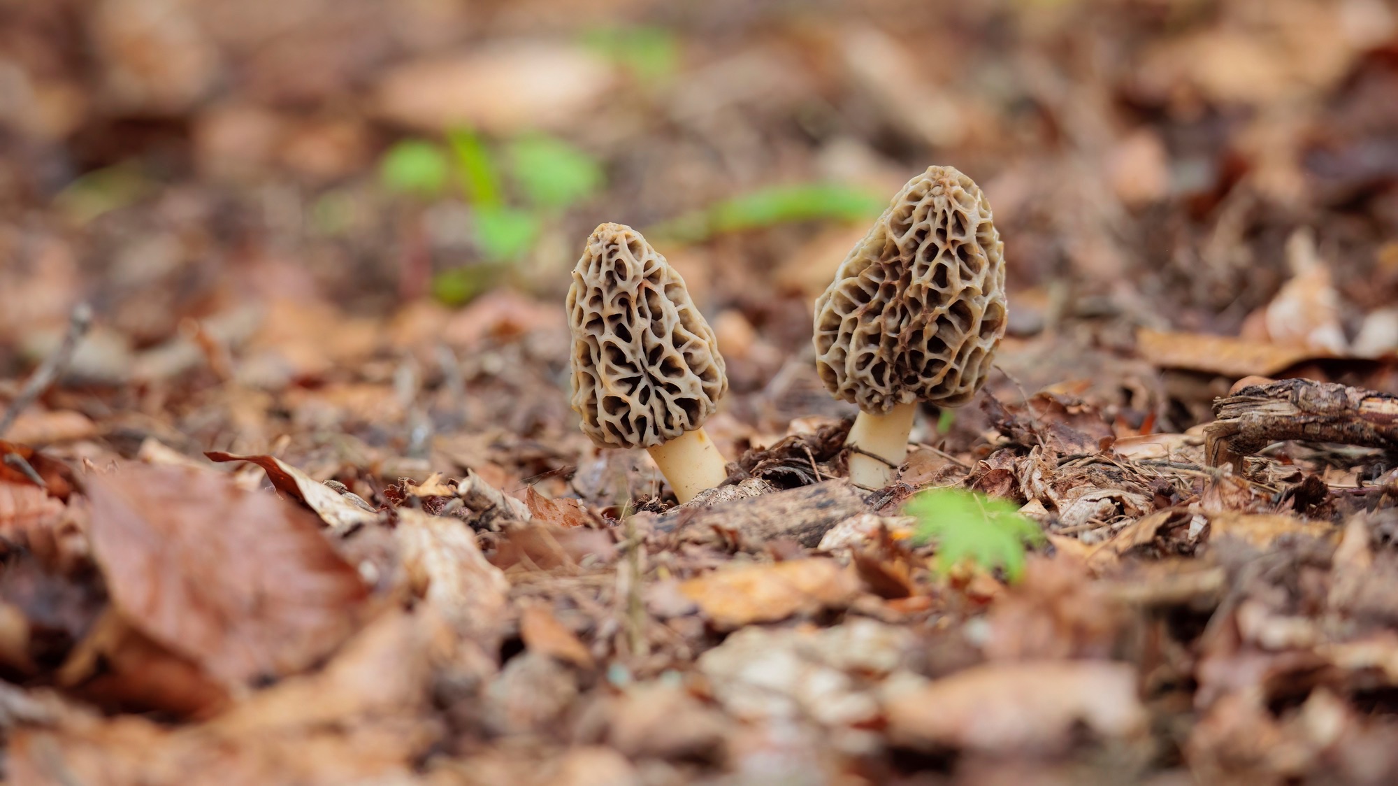 Deux morilles noires bien camouflées sur le sol forestier