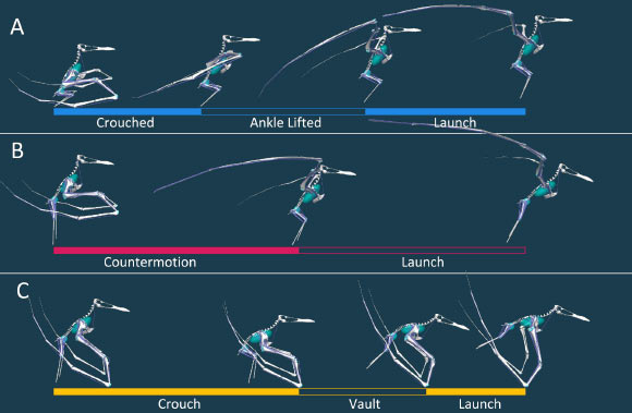 science Séquences de décollage d'une seconde utilisées dans l'étude, mettant en évidence les phases clés : (A) décollage bipedal explosif avec les phases de crouch, d'élévation de la cheville et de lancement ; (B) décollage bipedal avec contre-mouvement ; (C) décollage quadrupède avec crouch, saut et phases de lancement. Crédit image : Griffin et al., doi: 10.7717/peerj.17678.