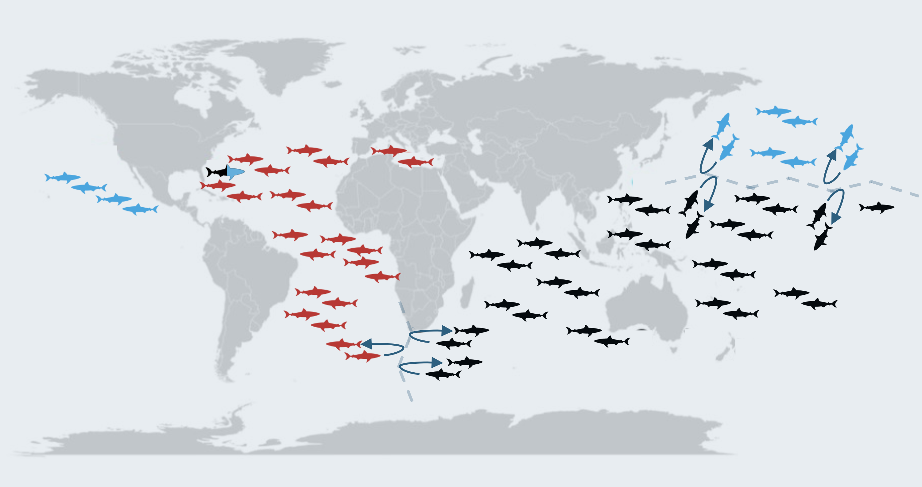 carte du monde montrant la répartition des trois populations distinctes de requins blancs