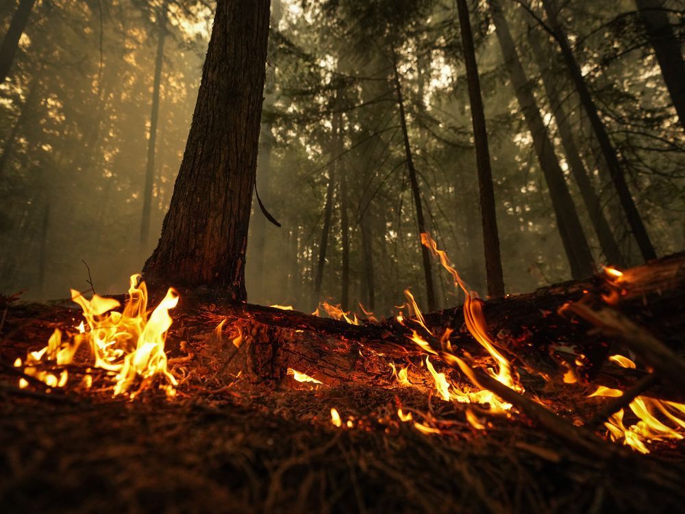 Un incendie de forêt en cours.