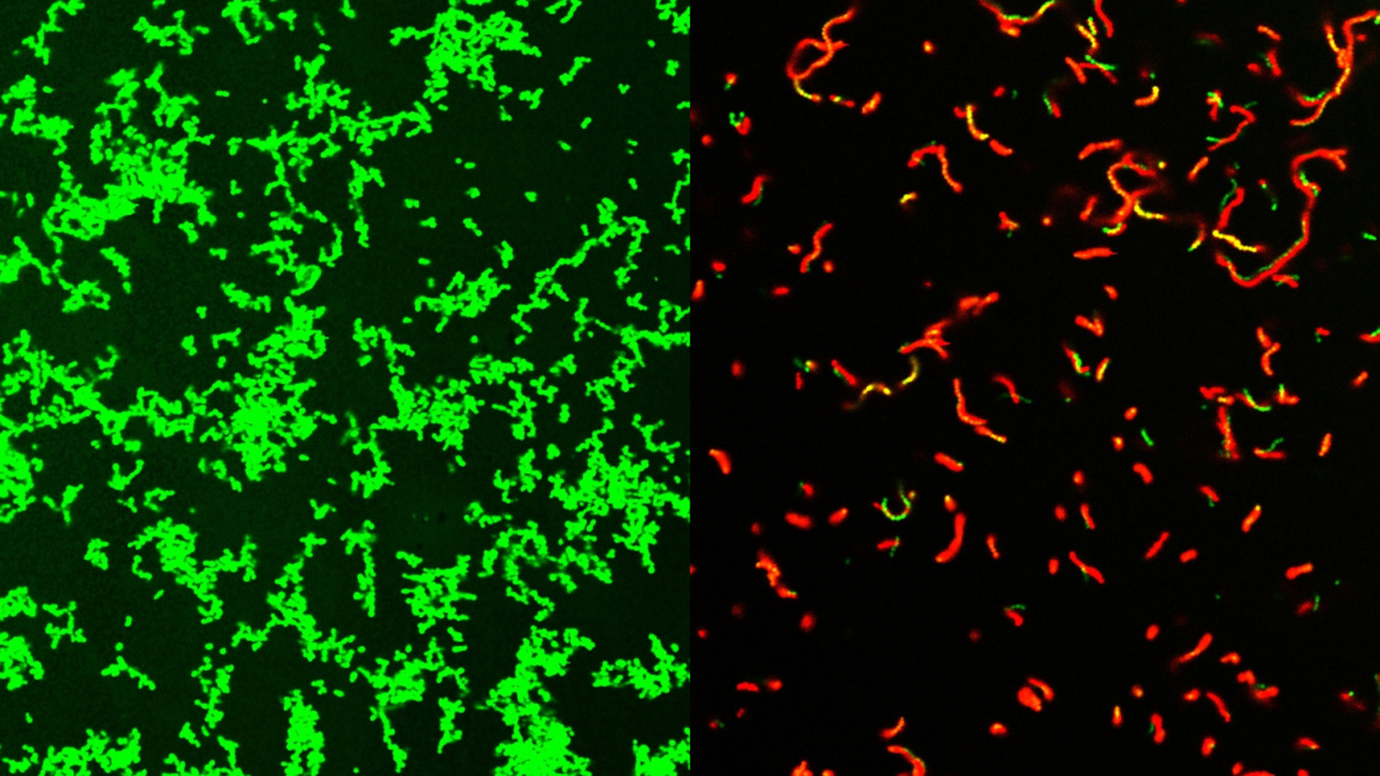 science Une équipe de chercheurs de l'<a href=