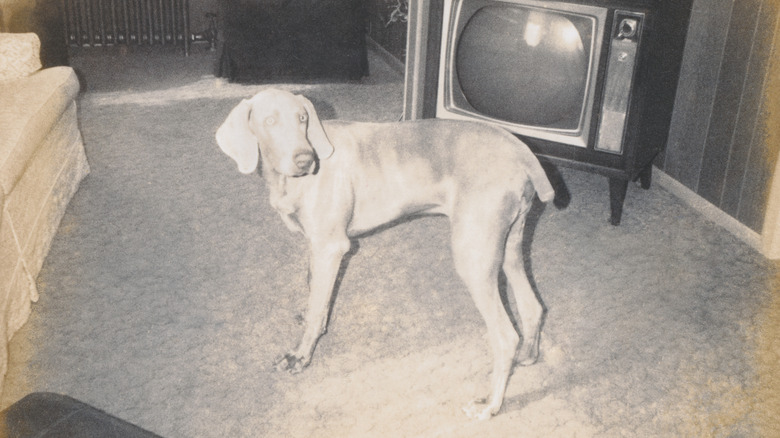 technologie overexposed vintage photo of a dog