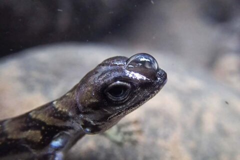 Une veste aérienne qui permet aux lézards plongeurs de rester sous l’eau plus longtemps !