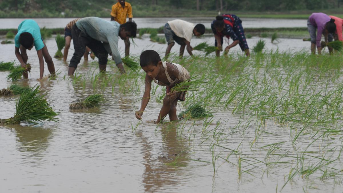 Uneven rains, water-intensive crops: Concerns over Kharif yield mount for UP farmers