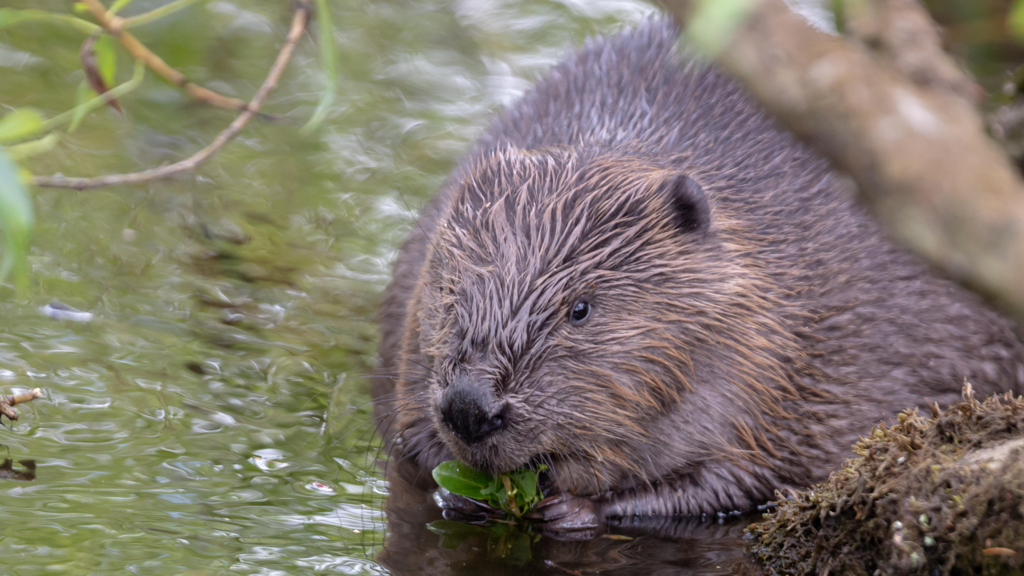 The great beaver comeback