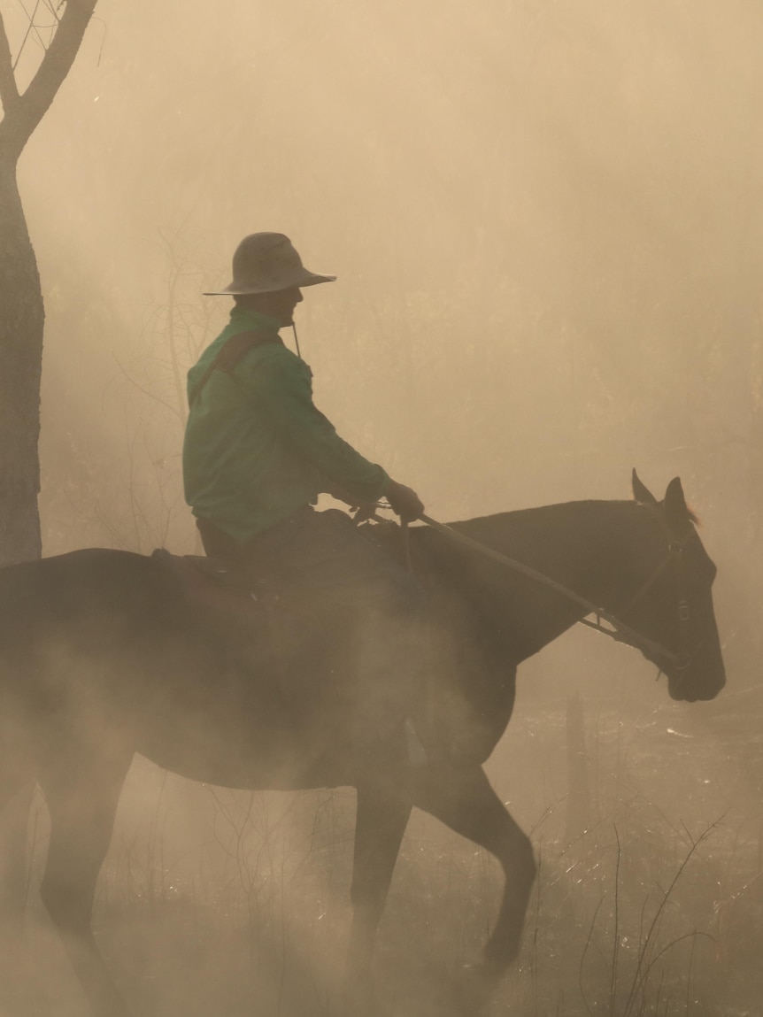 Dust in the nose, grit in the eyes, hundreds of cattle on the move — welcome to the muster