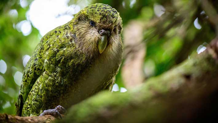 Kakapo Parrot is True Ancient Species of New Zealand, Paleontologists Say