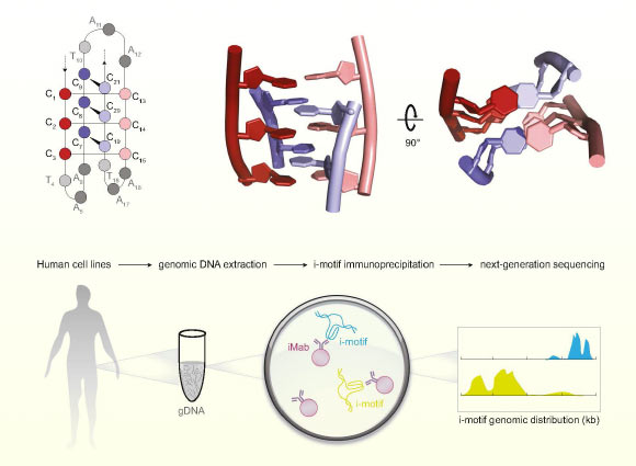 Mysterious I-Motif Structures are Common in Human Genomic DNA, Study Finds