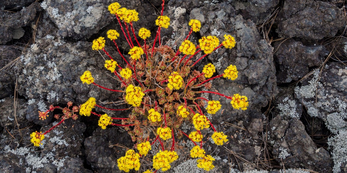 How plants could mine metals from the soil