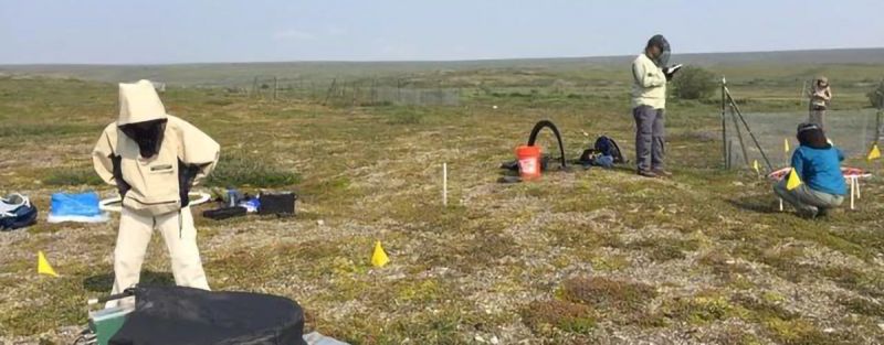 Nothing to ‘shrub’ about: How plant coverage is affecting the Arctic carbon cycle