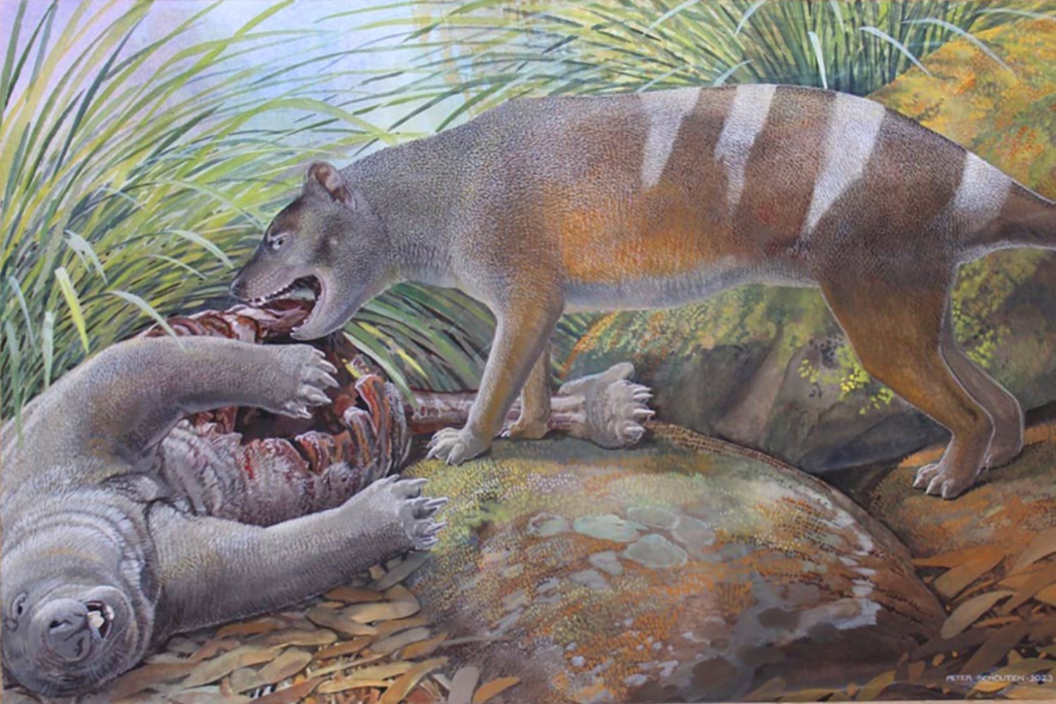 Tasmanian Tiger Ancestor Ate All of Its Prey—Even Bones and Teeth