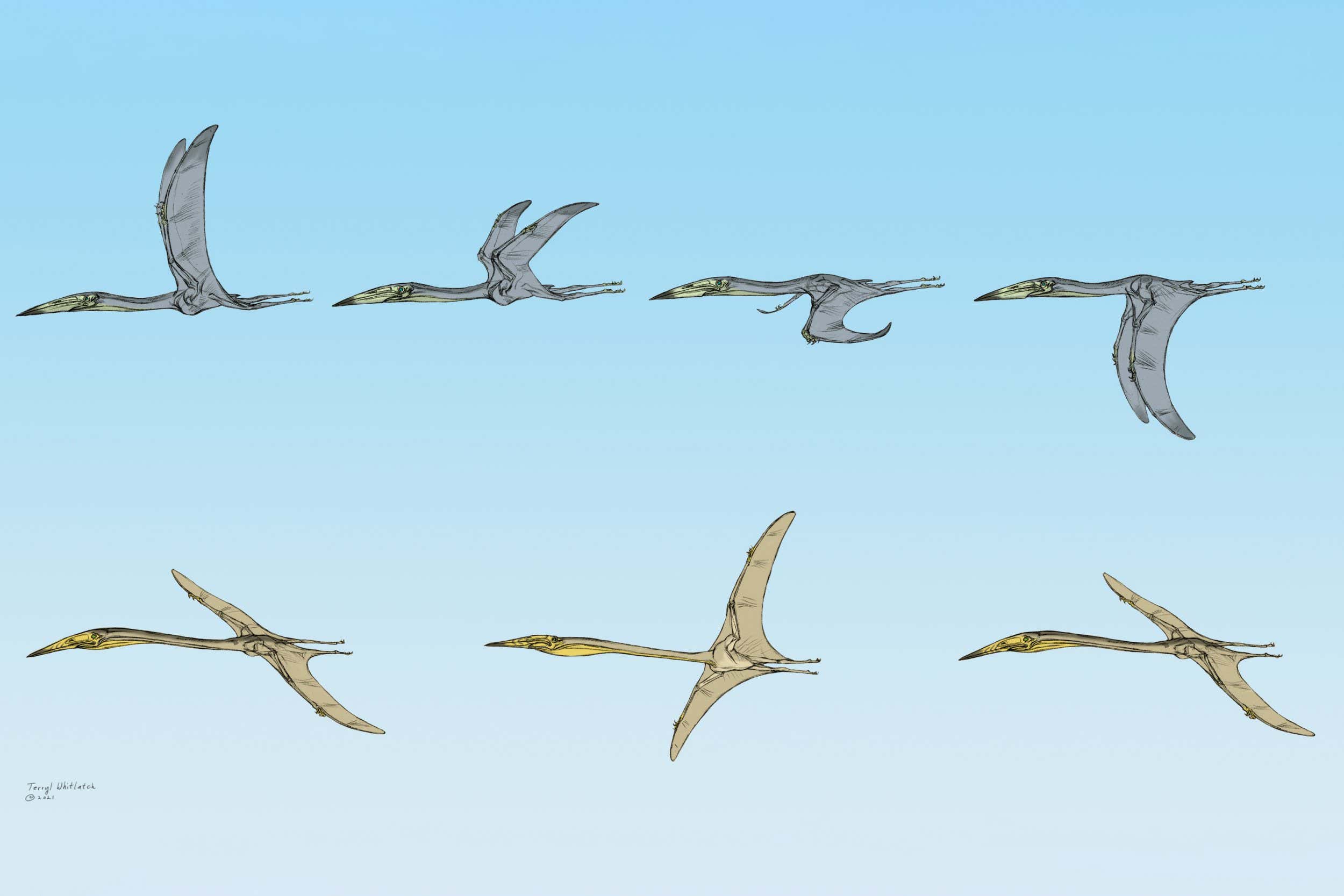 Stunningly preserved pterosaur fossils reveal how they soared