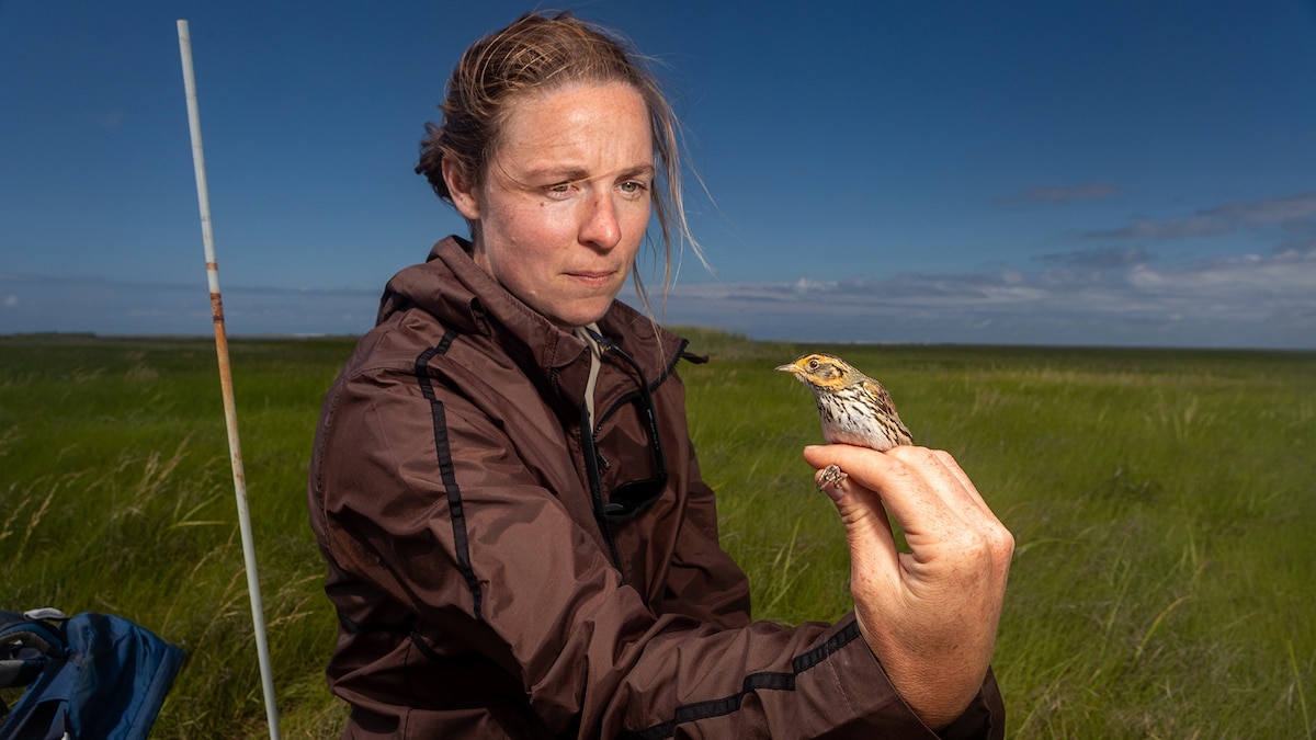 This little bird tells the story of the East Coast’s disappearing marshes