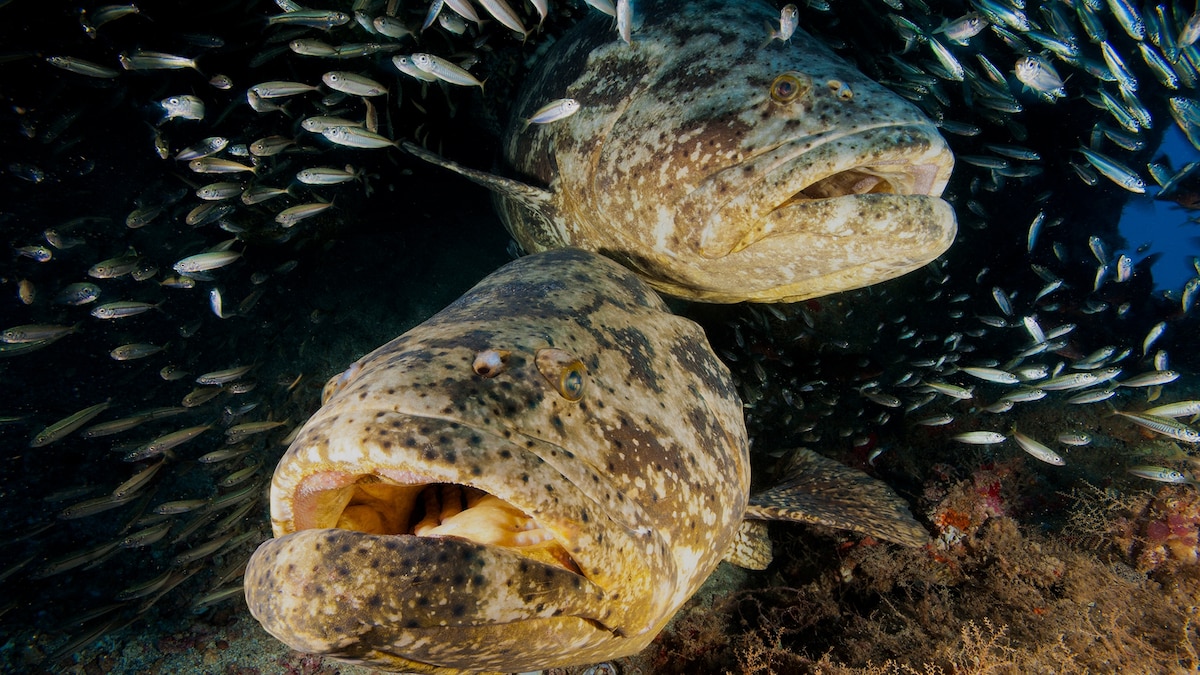 We finally know what caused Florida fish to spin in circles until they died