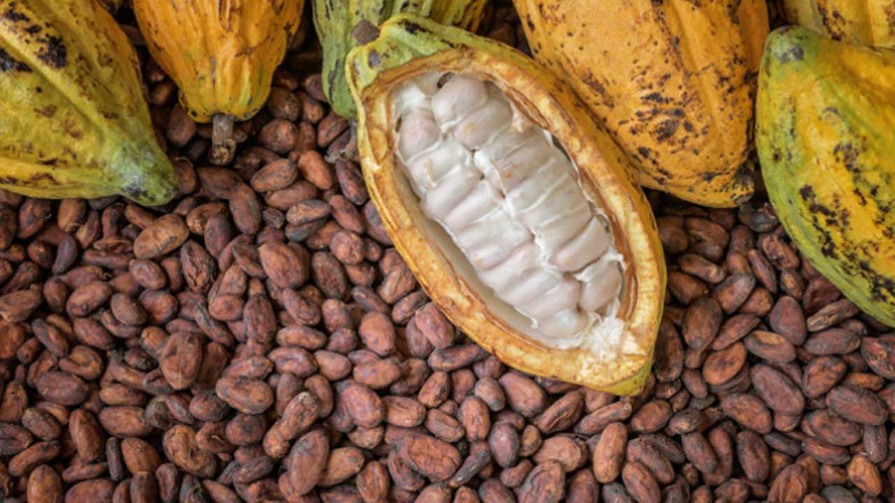 Cocoa futures surge 37% on Monday as World’s second-largest producer boosts sales 