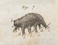 Among the Moss Piglets: The First Image of a Tardigrade (1773)