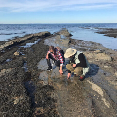 120-Million-Year-Old Footprints of Polar Dinosaurs Discovered in Australia