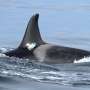 Thanks to humans, Salish Sea waters are too noisy for resident orcas to hunt successfully