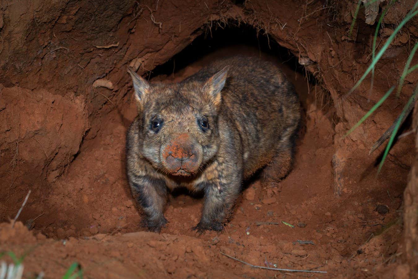 Endangered wombat’s rare encounter with echidna caught on camera