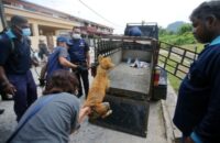 Let’s think of kinder ways to treat our strays — Raymond Ooi