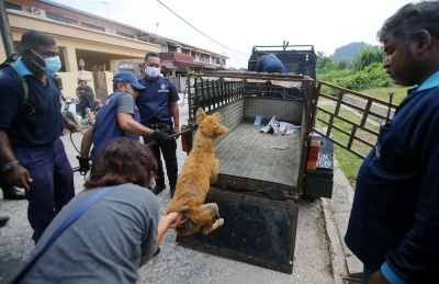 Let’s think of kinder ways to treat our strays — Raymond Ooi