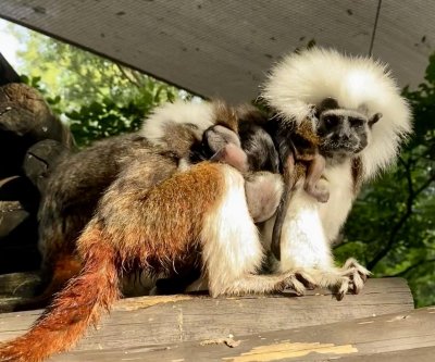 Naissance de triplés de tamarins à tête de coton en danger à Disney World !