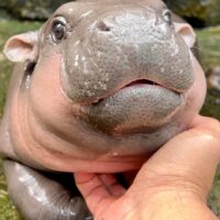 Découvrez Little Moo Deng, le Bébé Hippopotame Malin qui Fait Craquer Tous les Cœurs !