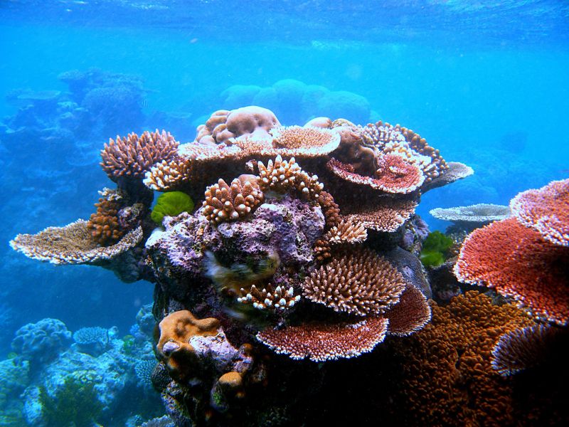 La température de l’eau à la Grande Barrière de Corail en Australie atteint des niveaux record en 400 ans !