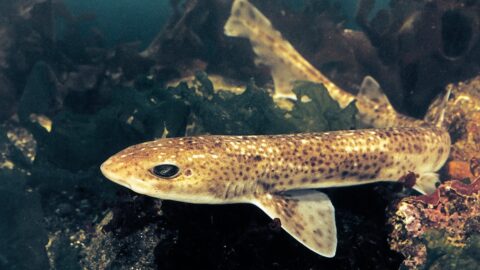 Des océans réchauffés et acides : un avenir catastrophique pour les requins !