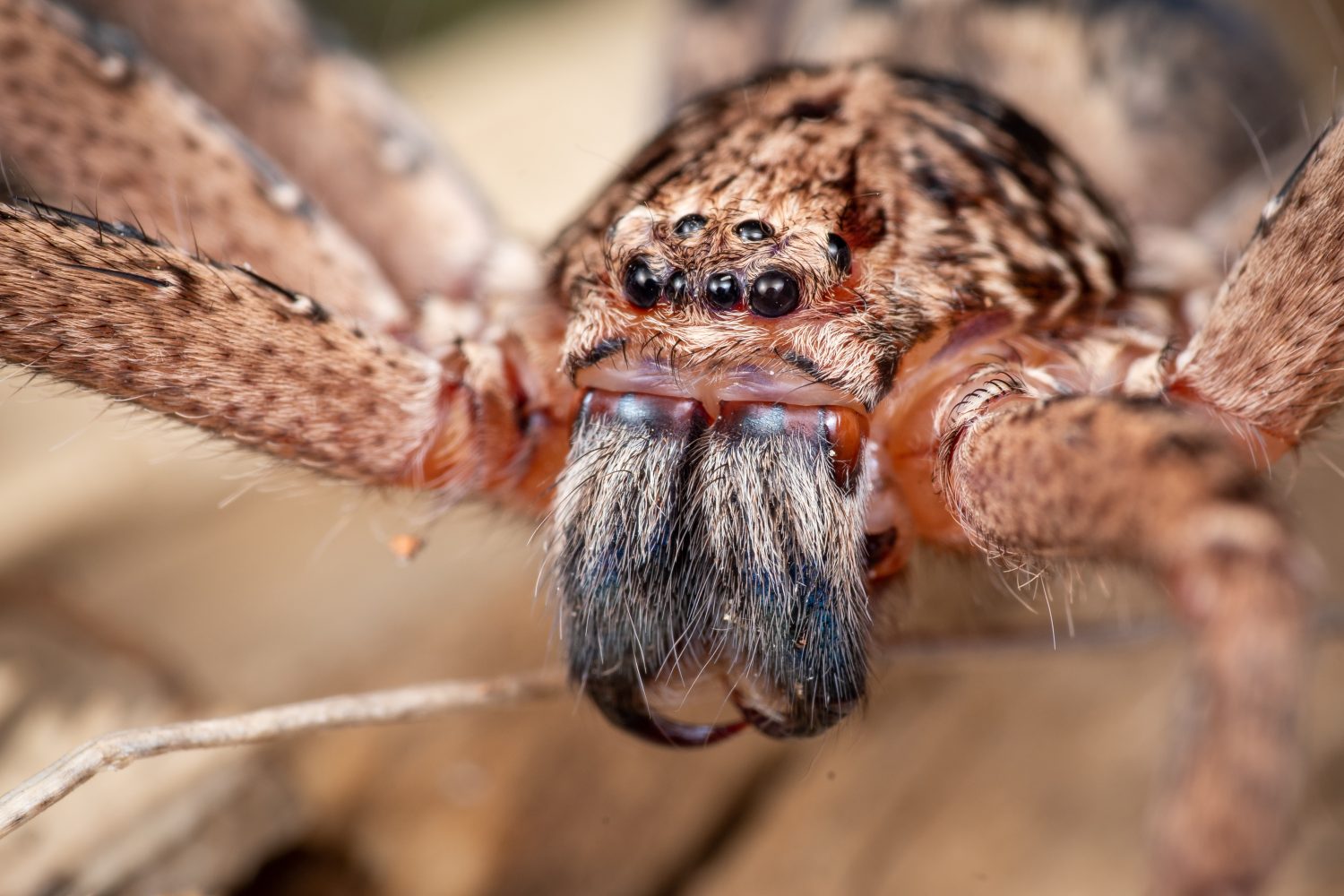 Les araignées déploient une stratégie redoutable pour attraper plus de proies : elles utilisent des lucioles lumineuses comme appâts !