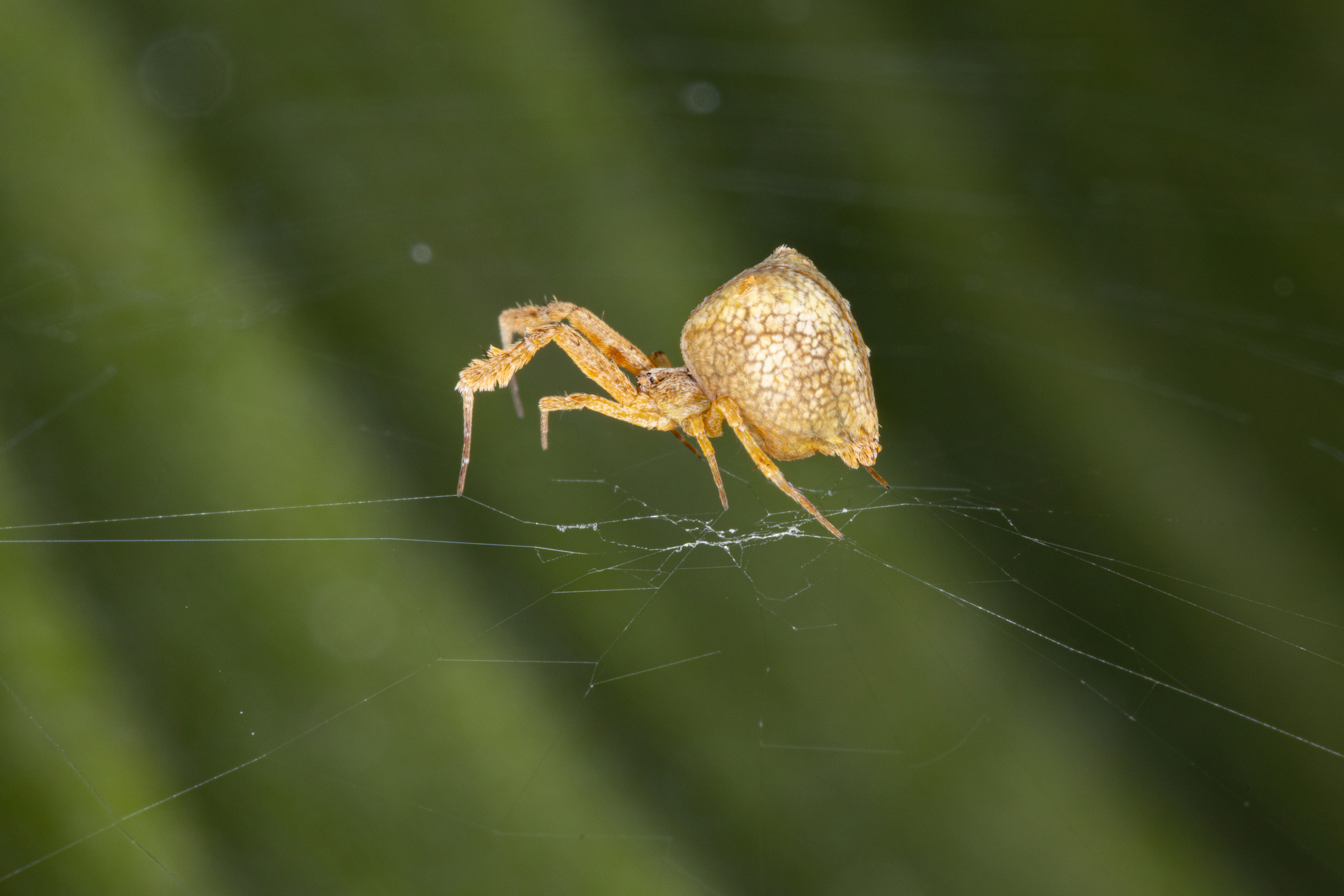 Comment les araignées construisent leurs toiles