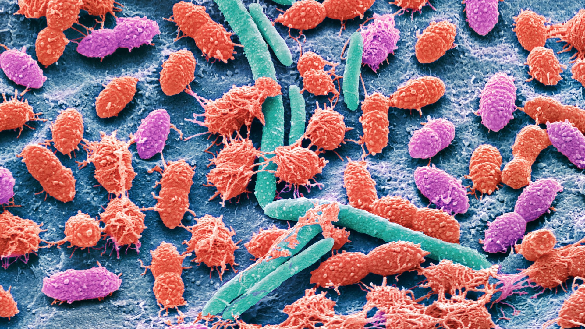 Image microscopique haute résolution de bactéries de différentes formes et tailles sur un fond bleu clair/gris. Certaines bactéries ressemblent à des blobs, rouges ou violets, tandis que d'autres sont des bâtonnets longs de couleur turquoise.