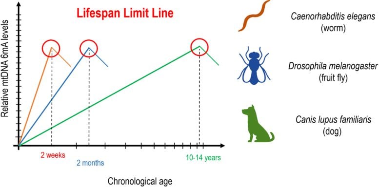 science Lifespan limit Line