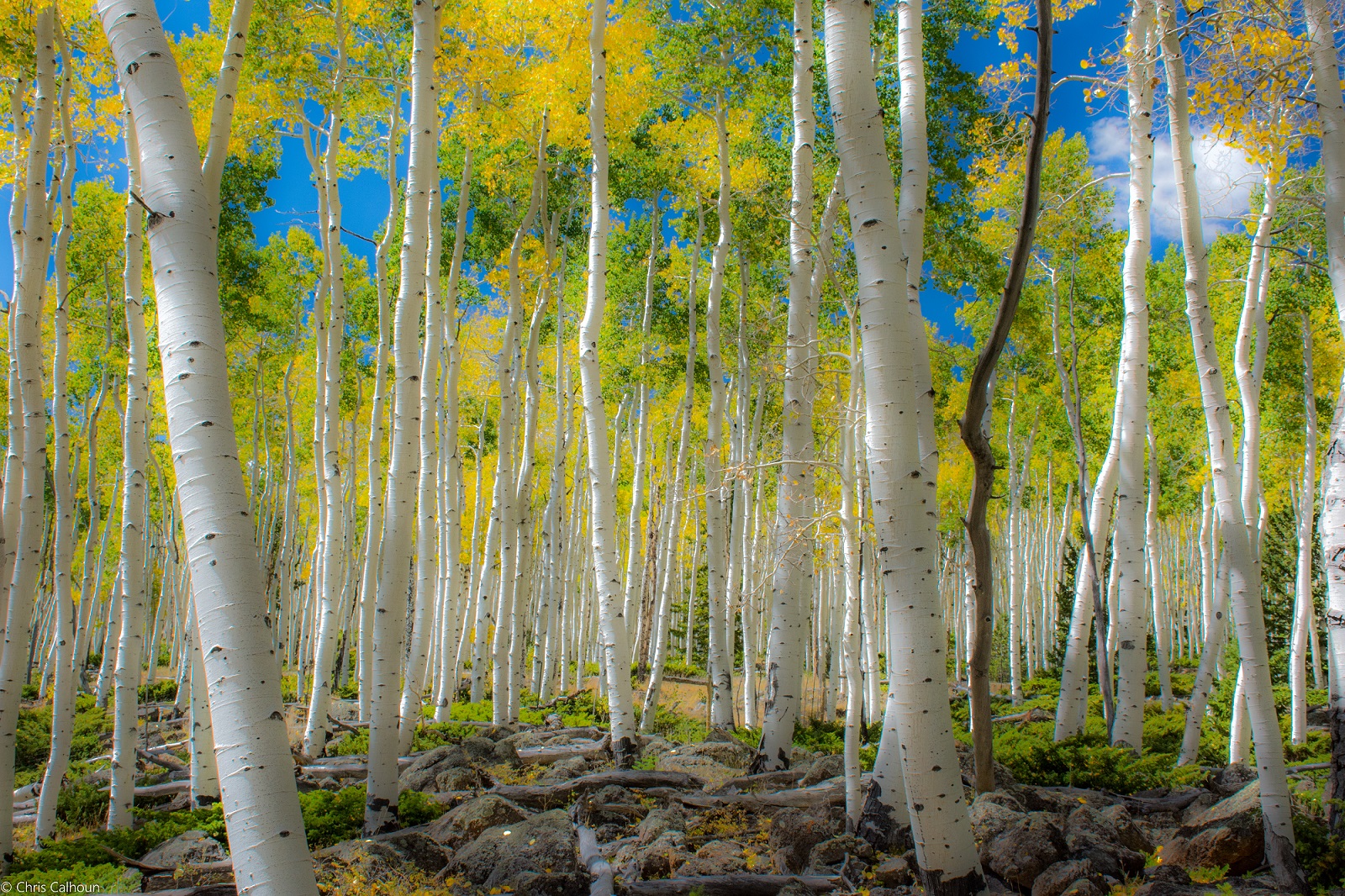 Ce que Pando sonne comme Vue aérienne de la forêt de Pando