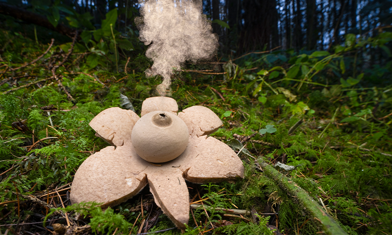 Image d'un champignon mystérieux