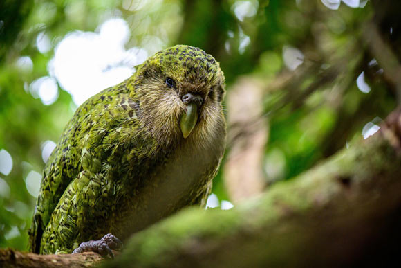 science Le kākāpō (Strigops habroptilus).