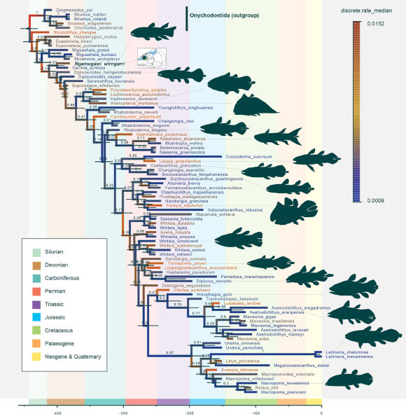 Relations phylogénétiques et dates de divergence chez les cœlacanthes. Crédit image : Clement et al., doi: 10.1038/s41467-024-51238-4.