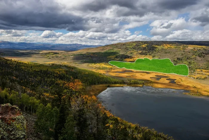 Vue aérienne de la forêt de Pando