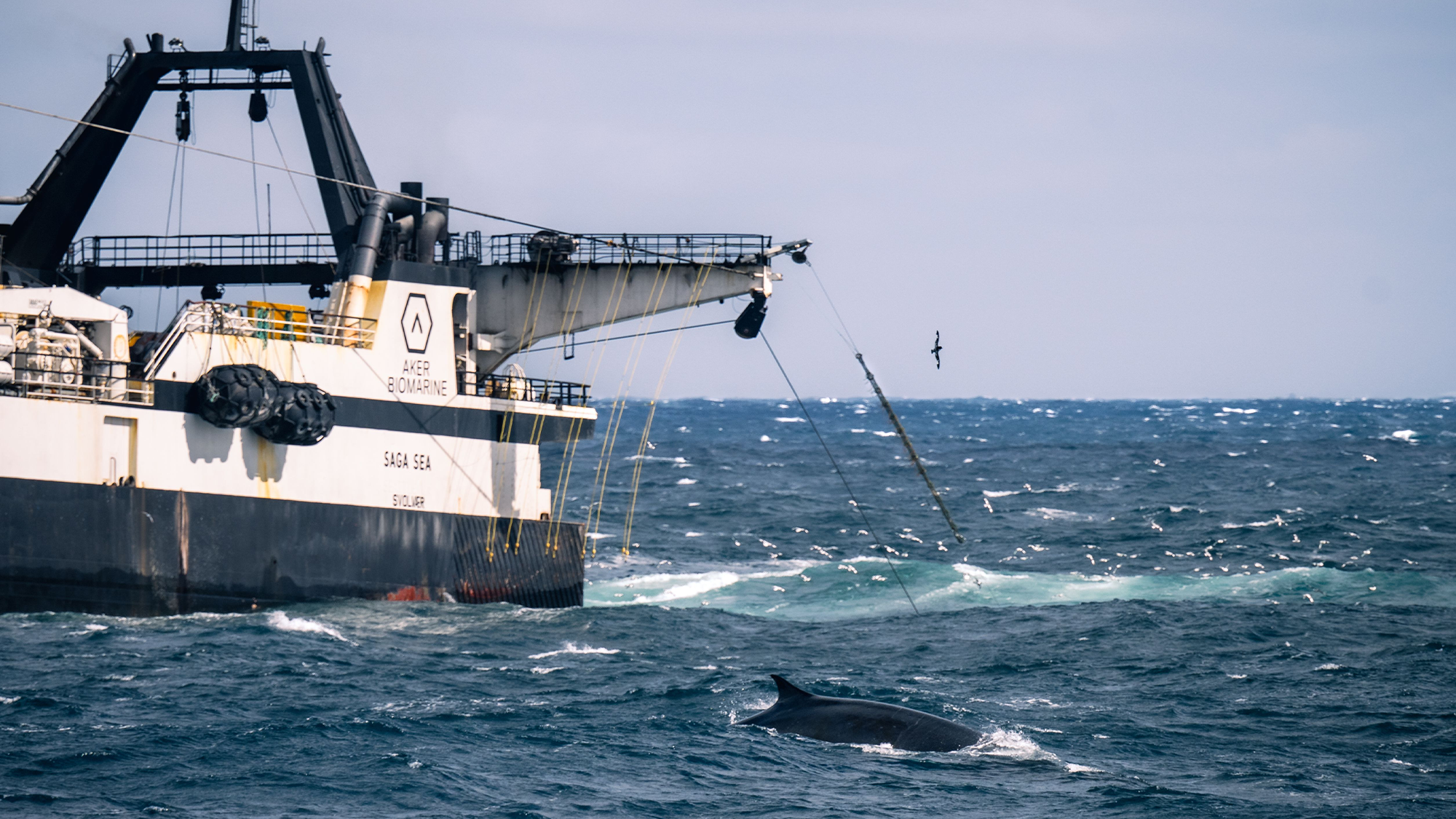 Une baleine émerge à côté d'un grand chalutier de pêche